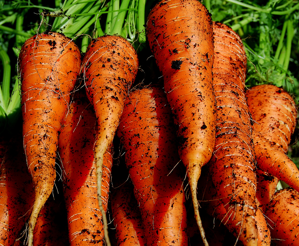 Большое количество моркови. Морковь. Морковь свежая. Много морковки. Красивая морковка.